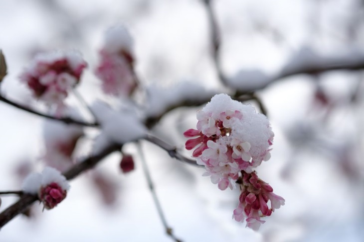 آماده سازی باغچه برای زمستان